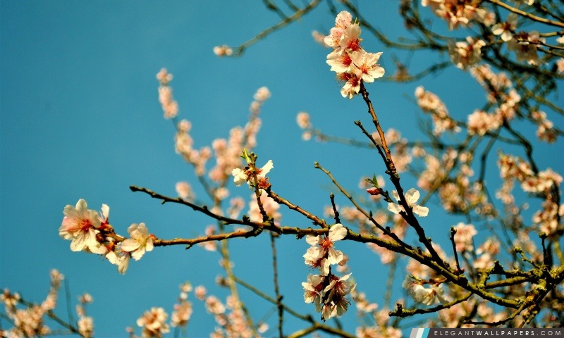 Peach fleurs, printemps, Arrière-plans HD à télécharger