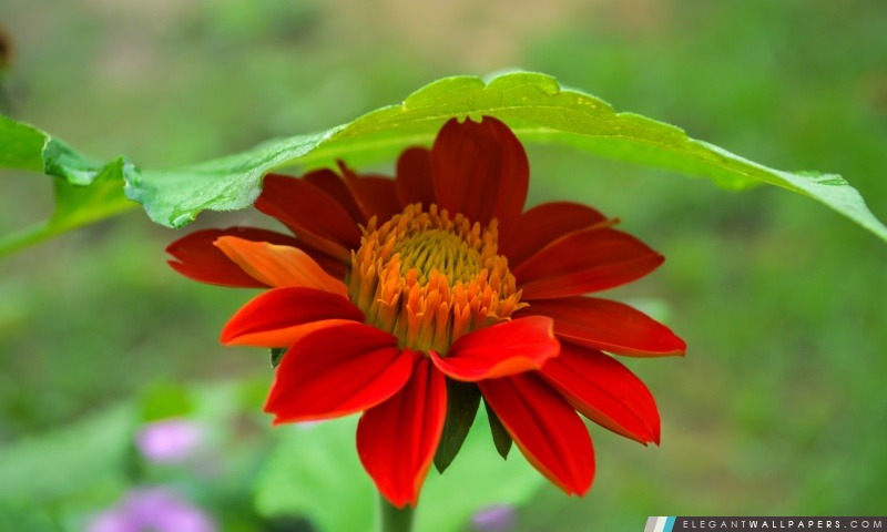 Fleur d'Oranger, Arrière-plans HD à télécharger