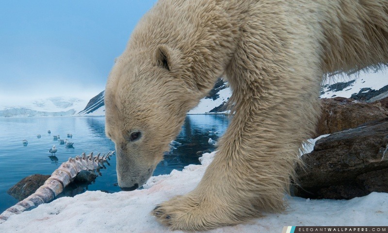 Polar Bear Avec os de baleine, Arrière-plans HD à télécharger