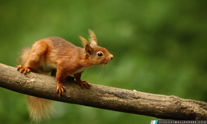 Red Squirrel, Arrière-plans HD à télécharger