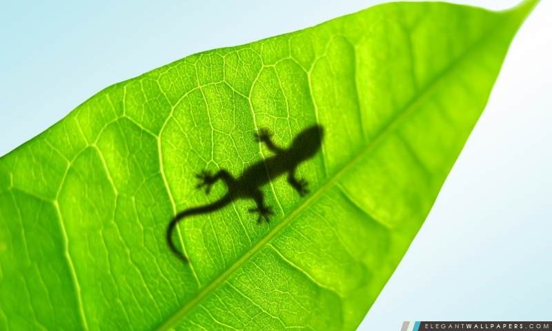 Gecko Sur Une Feuille, Arrière-plans HD à télécharger