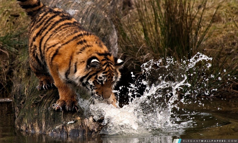 Tiger pêche, Arrière-plans HD à télécharger