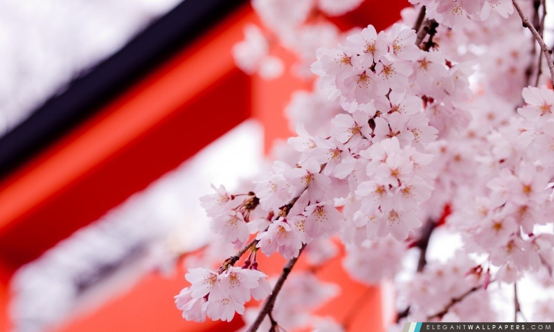 Blanc de fleurs de cerisier, Arrière-plans HD à télécharger