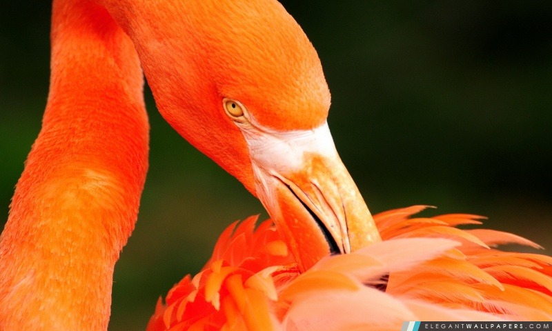 Flamingo oiseaux, Arrière-plans HD à télécharger