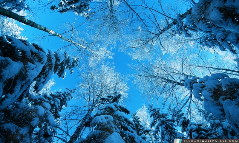 Cime des arbres et de ciel bleu, Arrière-plans HD à télécharger