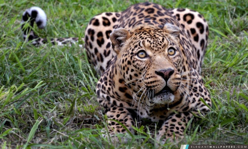 Jaguar animale, Arrière-plans HD à télécharger