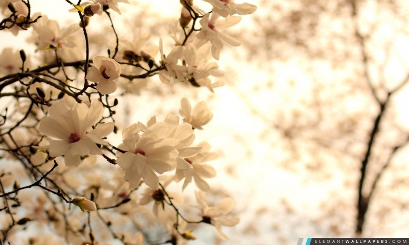 Floraison arbre de magnolia, Arrière-plans HD à télécharger