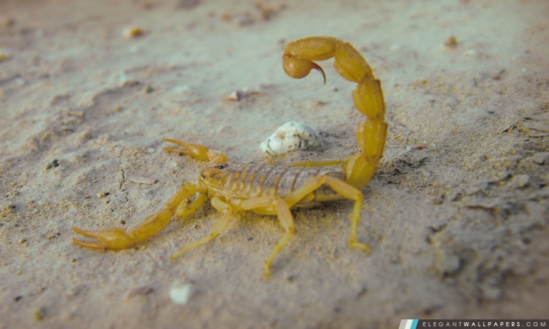 Scorpion du désert, Arrière-plans HD à télécharger