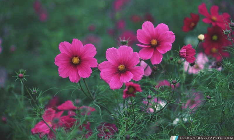 Les petites fleurs roses, Arrière-plans HD à télécharger