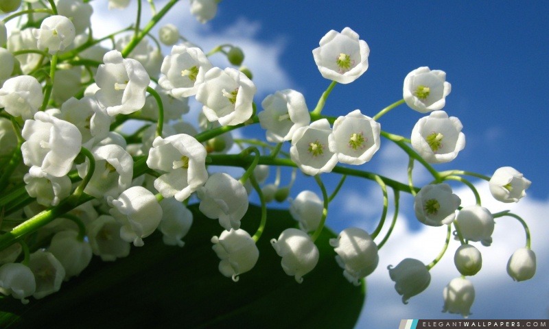 Lily Of The Valley fleurs, Arrière-plans HD à télécharger