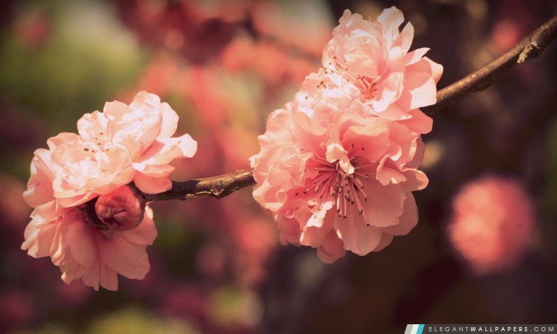 Rose Prunus Fleurs, Arrière-plans HD à télécharger