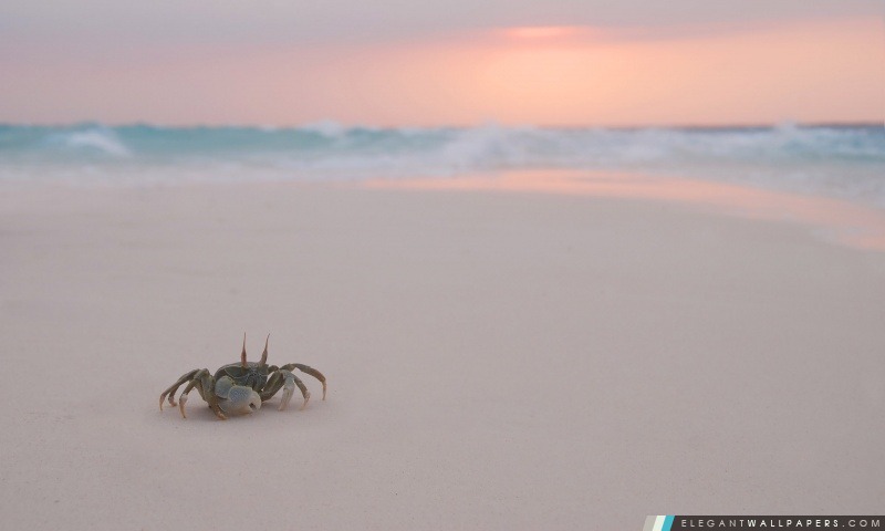 Crabe sur la plage, Arrière-plans HD à télécharger