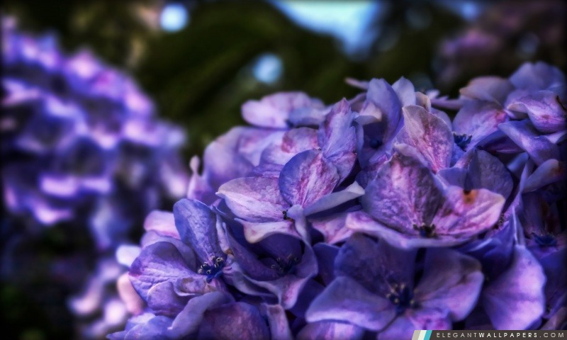 Dreamy Purple Flower, Arrière-plans HD à télécharger
