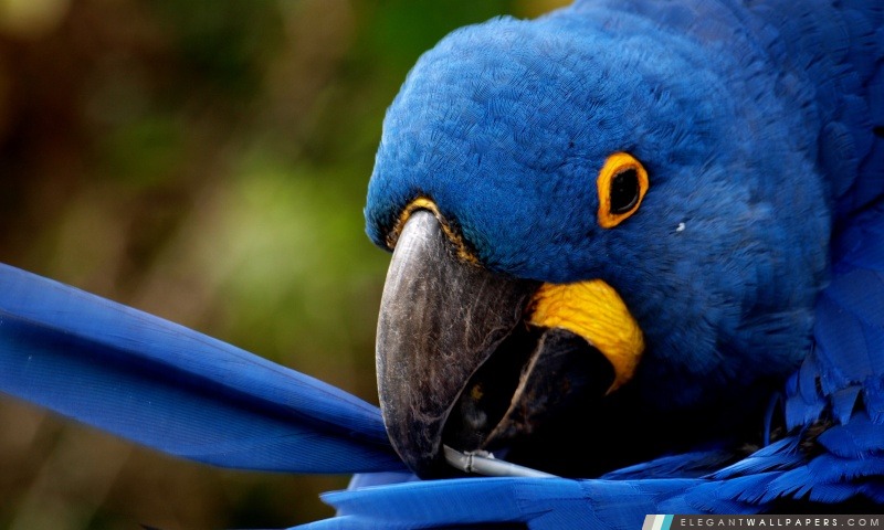 Blue Parrot, Arrière-plans HD à télécharger