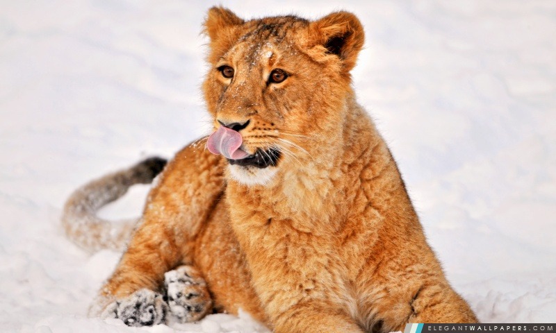 Lion CUB dans la neige, Arrière-plans HD à télécharger