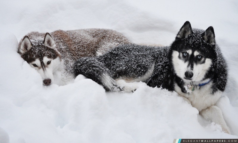 Deux chiens de traîneau dans la neige, Arrière-plans HD à télécharger