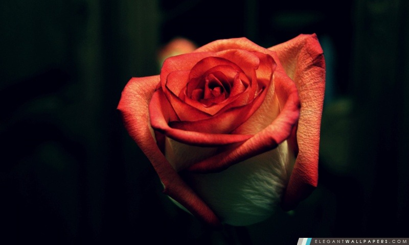 Rose Fleur Fleurs, Arrière-plans HD à télécharger