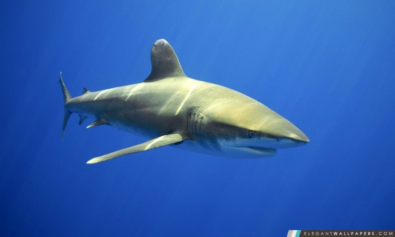 Requin, Arrière-plans HD à télécharger