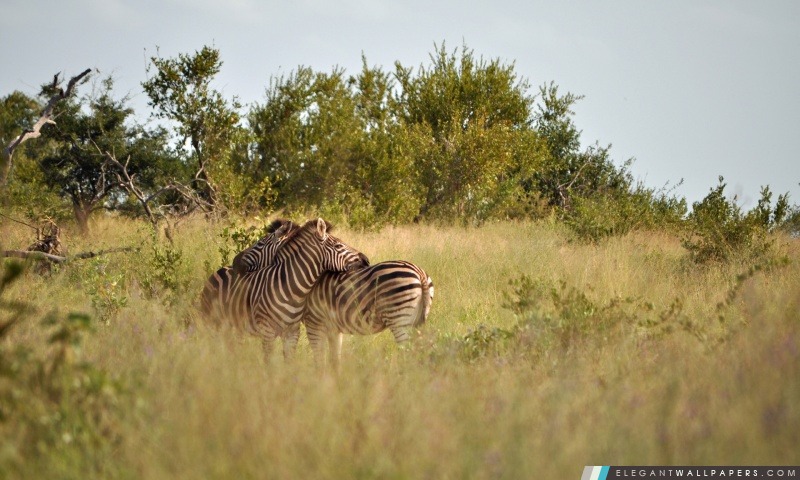 Kruger National Park, Arrière-plans HD à télécharger