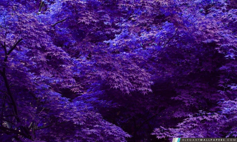 Forêt Violet. Fond d'écran HD à télécharger | Elegant Wallpapers