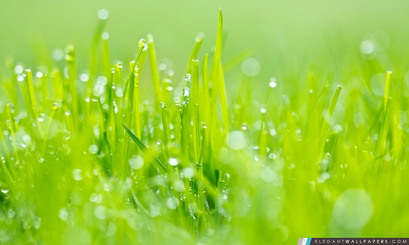 L'herbe verte fraîche Bokeh, Arrière-plans HD à télécharger