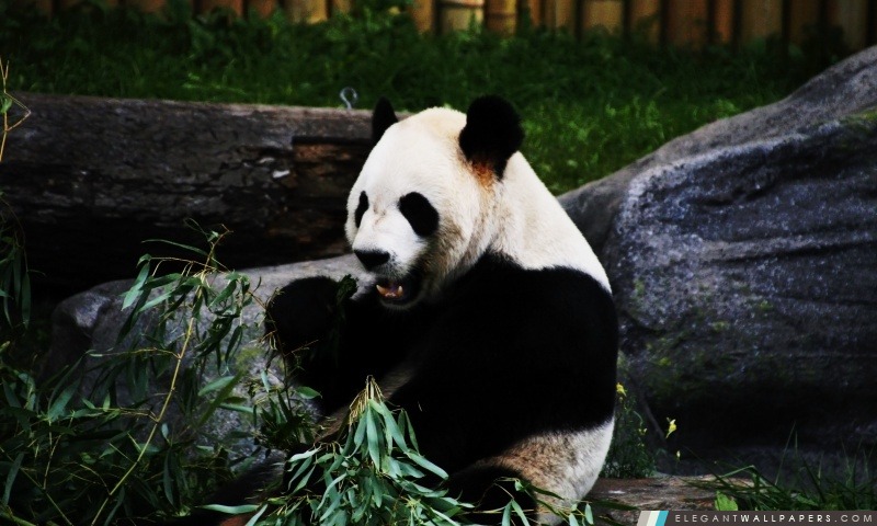Panda Bear, Arrière-plans HD à télécharger
