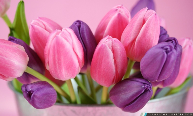 Tulipes roses et pourpres, Arrière-plans HD à télécharger