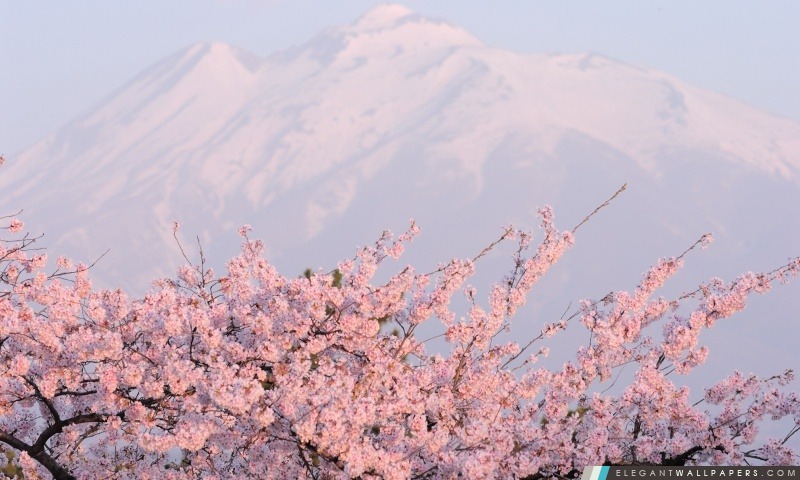 Belle Cherry Pink Blossoms, Arrière-plans HD à télécharger