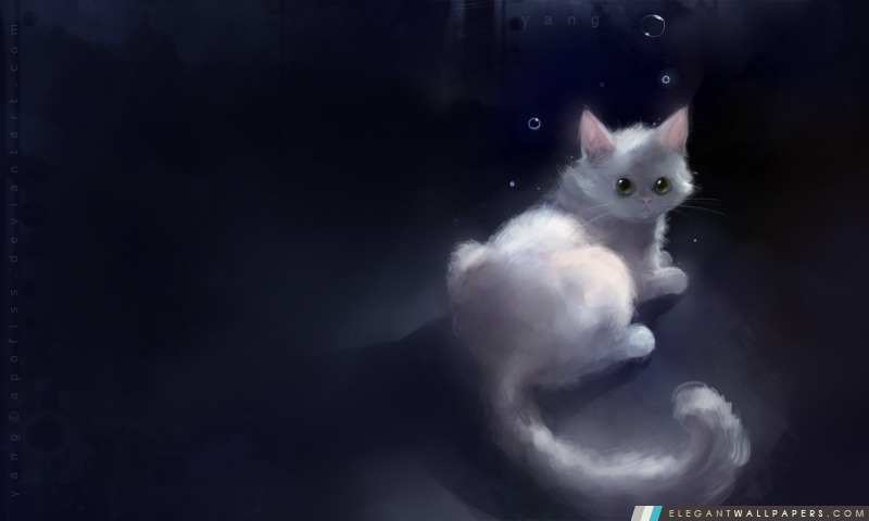 Yang Cat, Arrière-plans HD à télécharger