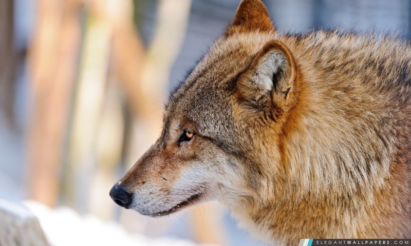 Profil Loup, Arrière-plans HD à télécharger