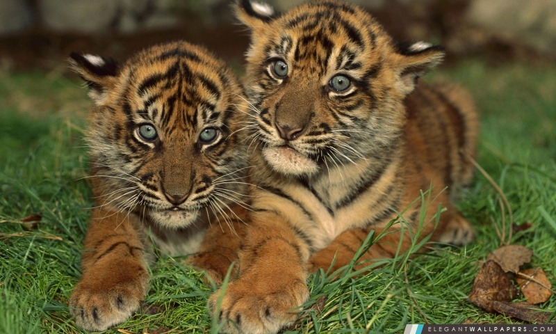 Tigre de Sumatra Cubs, Arrière-plans HD à télécharger