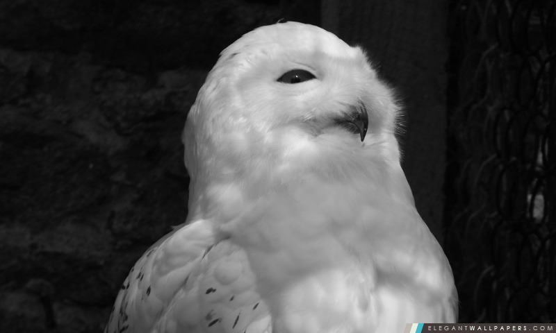 White Owl noir et blanc, Arrière-plans HD à télécharger