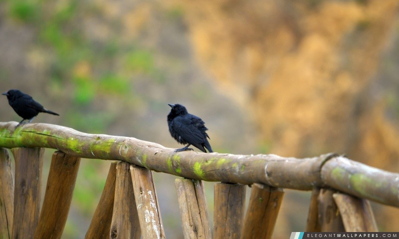 Oiseaux noirs, Arrière-plans HD à télécharger