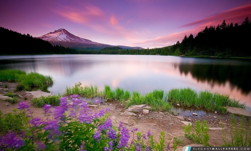 Mountain Lake et fleurs, Arrière-plans HD à télécharger