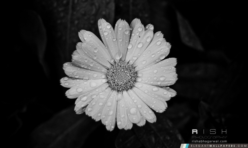 Les gouttes de pluie sur la fleur, Arrière-plans HD à télécharger