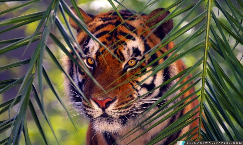 Tiger vagabondage, Arrière-plans HD à télécharger