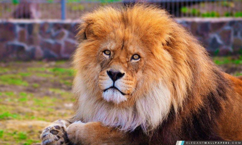 Lion au zoo, Arrière-plans HD à télécharger