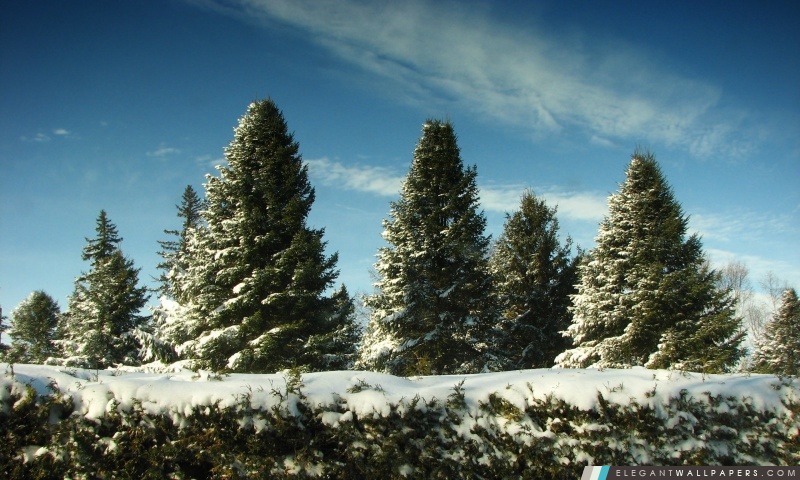 Arbres de Noël couvert de neige, Arrière-plans HD à télécharger
