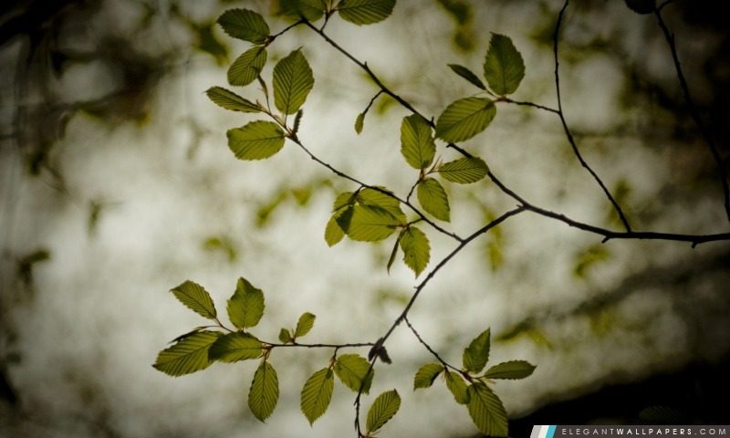 Brindilles et des feuilles vertes, Arrière-plans HD à télécharger