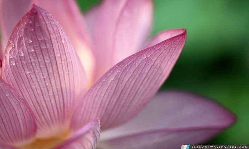 Fleur de Lotus, Arrière-plans HD à télécharger