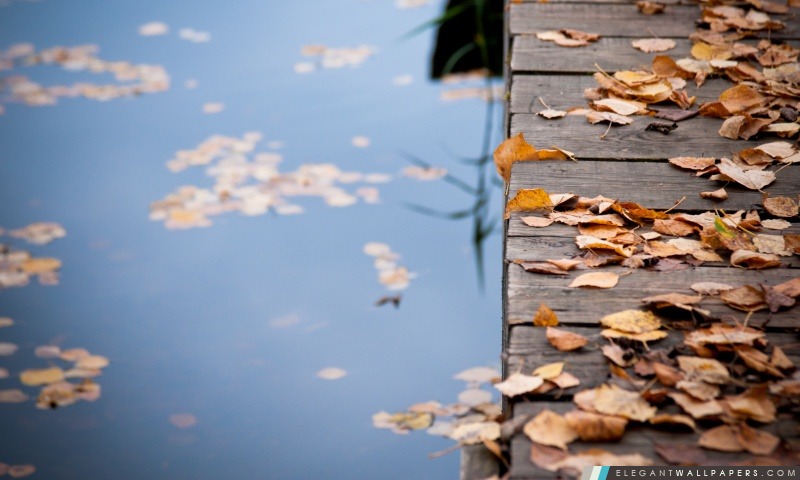 Feuilles d'automne sur le pont en bois, Arrière-plans HD à télécharger