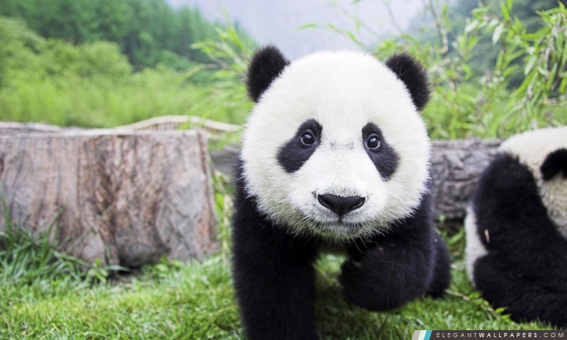 Panda bébés Interaction, Arrière-plans HD à télécharger