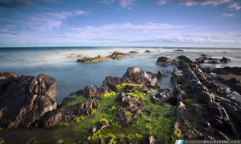 Algues sur des roches, Arrière-plans HD à télécharger
