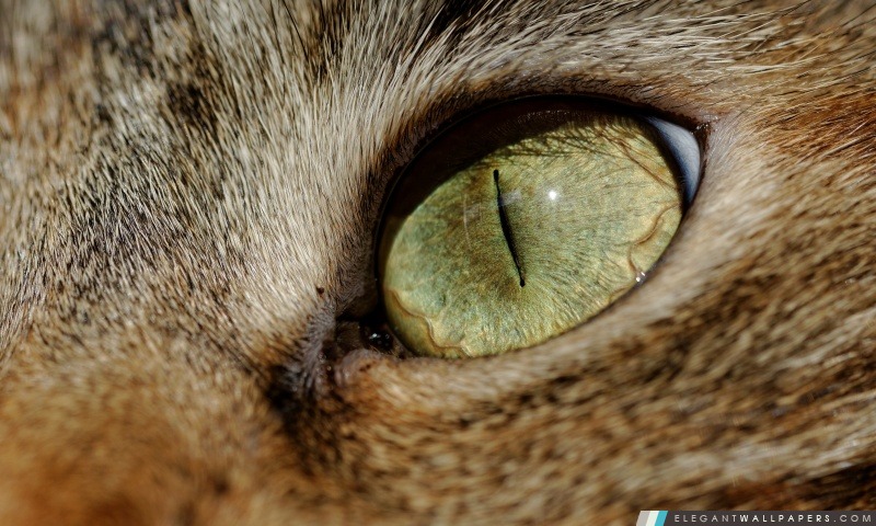 Macro Cat Eye, Arrière-plans HD à télécharger