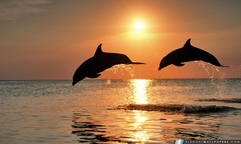Dauphin sautant au coucher du soleil des Caraïbes Honduras, Arrière-plans HD à télécharger