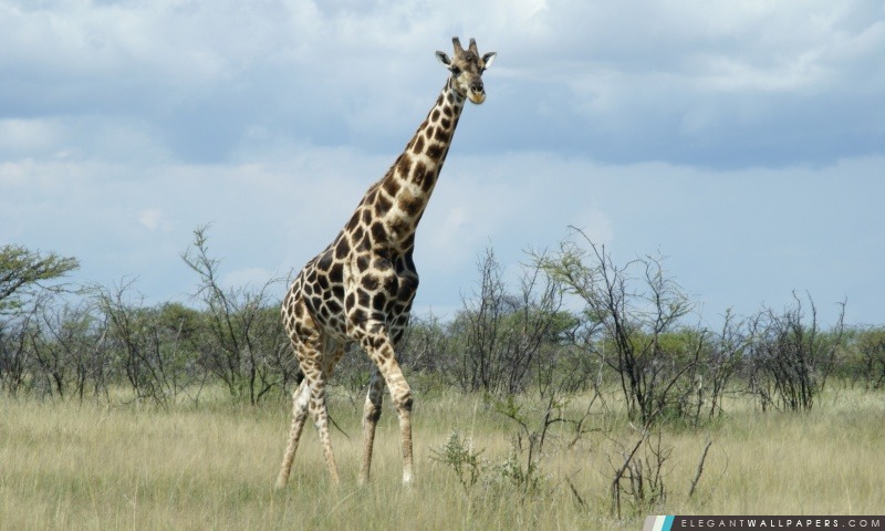 Giraffe – Etosha (Namibie), Arrière-plans HD à télécharger