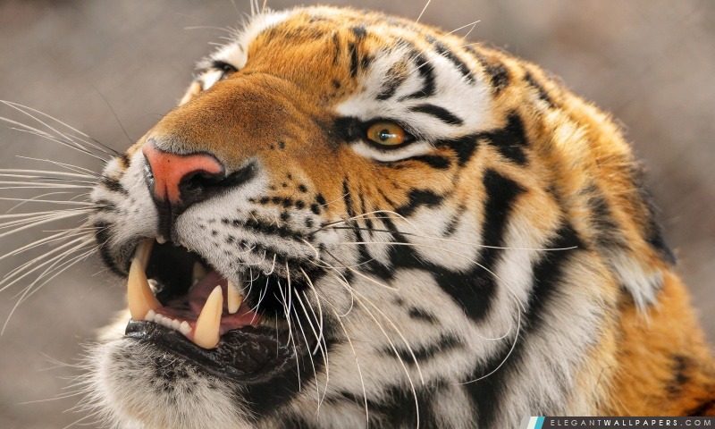Tiger Roaring, Arrière-plans HD à télécharger