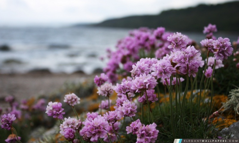 Rose petites fleurs sur la plage, Arrière-plans HD à télécharger