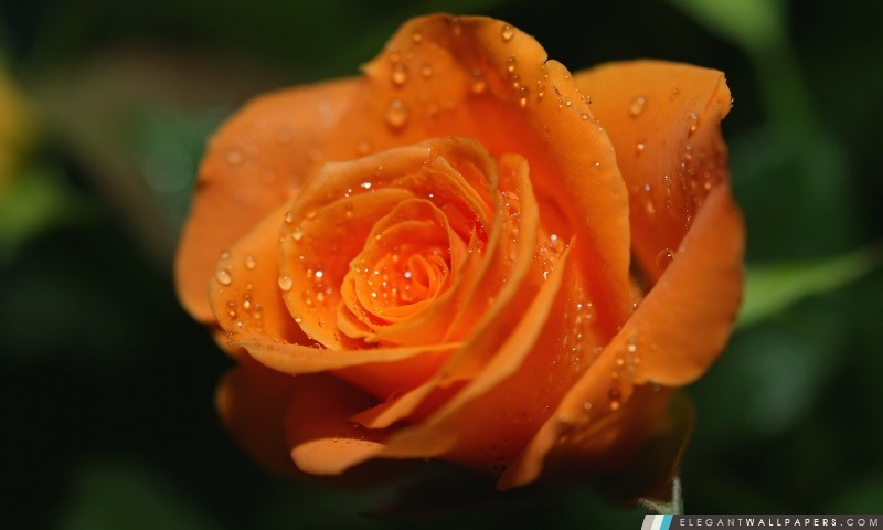 Rose orange Bud, Arrière-plans HD à télécharger