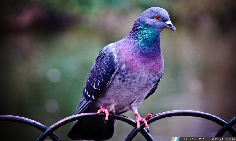 Pigeon, Arrière-plans HD à télécharger